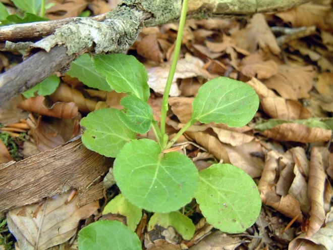 piccola pianta sotto i faggi - Pyrola sp.